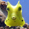 お寿司🐠