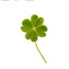 clover(*˙˘˙*)ஐ