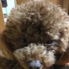 ふうか🐶