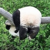 パンダの森🐼🌱