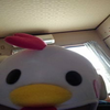 カラス