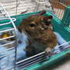あっちゃん