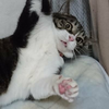 ユーザーアイコン