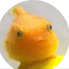 ユーザーアイコン