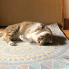ユーザーアイコン