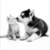 にじいろ🐕