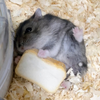 ウリ‪🐹