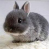 ﾉﾗｳｻｷﾞ