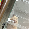 🌈☘️こうき🐹🌼