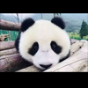 パンダ