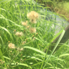 小林
