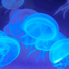 クラゲ