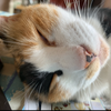 こたつ猫