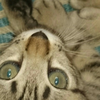 taisuke