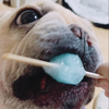 いぬさくら