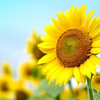 🌻