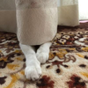🐱ごまちゃん