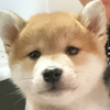 ケティーヌ