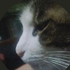 さくらたまご