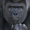 Gorilla13 テキサス在住