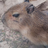 カピバラ