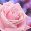 🌹Rose🌹