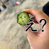 早川きゅうり