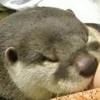 カワウソ💕🥝