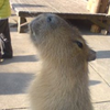 ミノリング🐰🌞