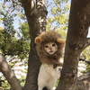 にゃんこ