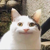 ネトフリネトフリ