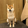 📸みはね🧩