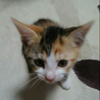 😺renya😺