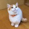 🐔🌟こんぢすい