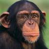 🐒