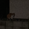 ﾏ