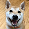 ちゃんなお