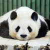 panda🐼