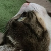 アエル@D