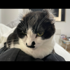 ねこまる