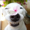 笑う犬