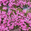 芋ぴー