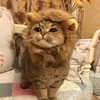 εくろねこε.ℵ