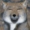 砂キツネ