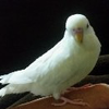 ポポ