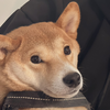 ゆらたん︎ ︎ ︎ ︎ ︎ ︎