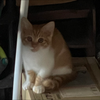 　카마초