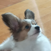 くるくん