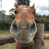 だすぞう