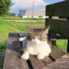 ほしくずさん